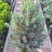 Ялина канадська Сан он зе Скай (Picea Sun on the Sky)